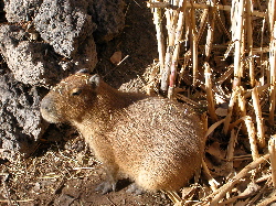 capybara.JPG